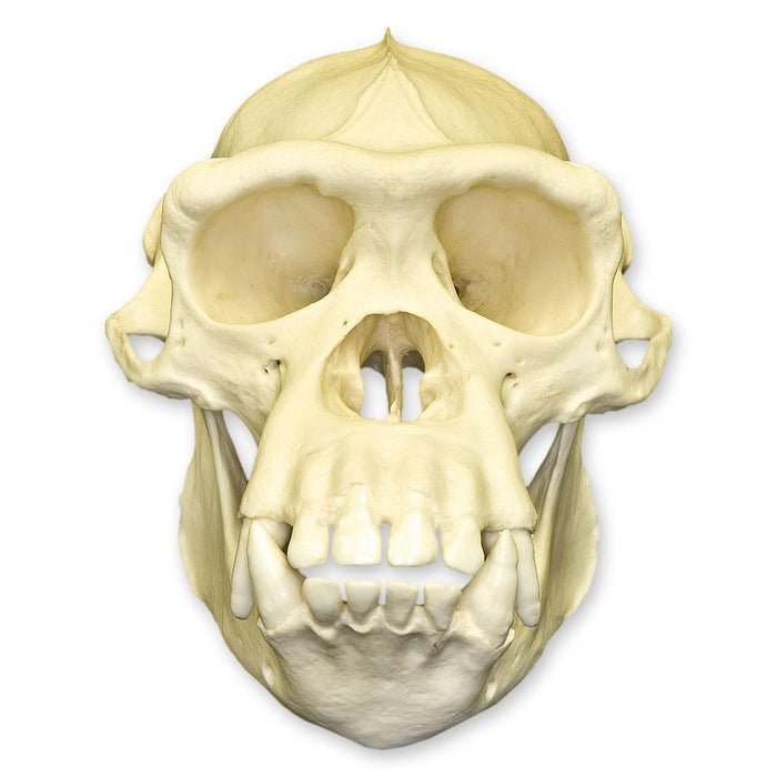 Replica Chimpanzee Skull - Male