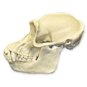 Replica Chimpanzee Skull - Male