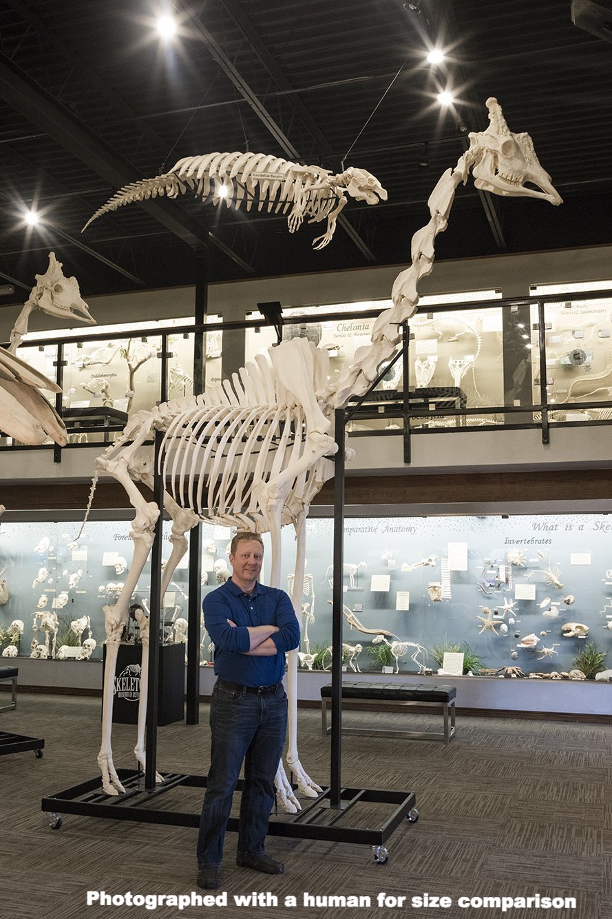 Real Southern Giraffe Skeleton - Articulated (13'7