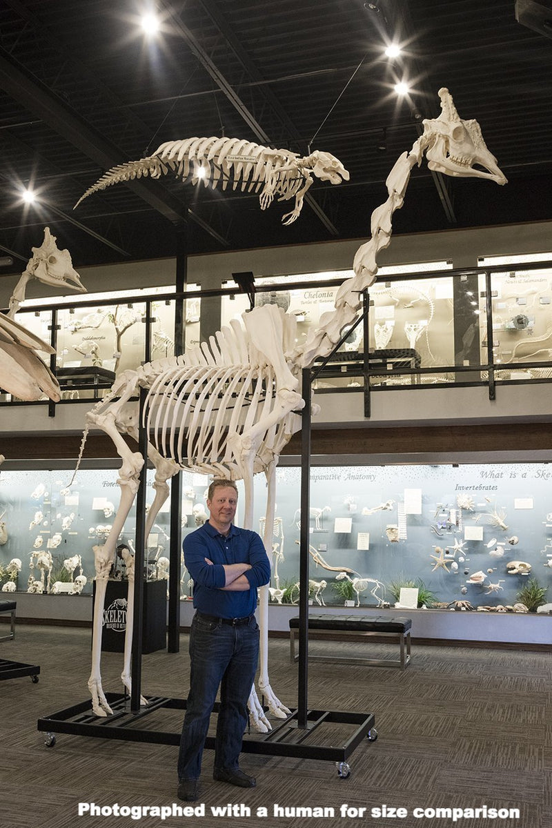 Real Southern Giraffe Skeleton - Articulated (13'7")
