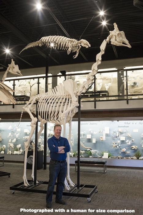 Real Giraffe Skeleton - (Articulated - 13'7")