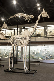 Real Southern Giraffe Skeleton - Articulated (13'7")