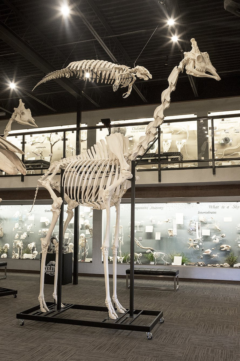 Real Southern Giraffe Skeleton - Articulated (13'7")