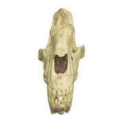 Replica Sabertooth Cat Skull (Homotherium crenatidens)
