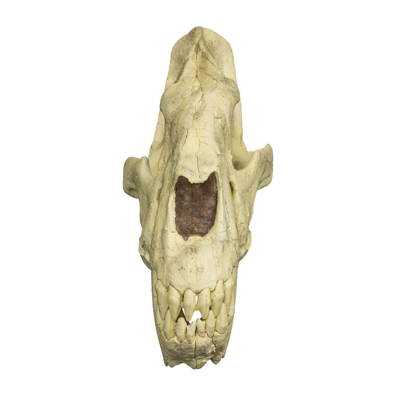 Replica Sabertooth Cat Skull (Homotherium crenatidens)