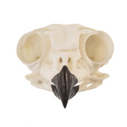 Replica Great Horned Owl Skull