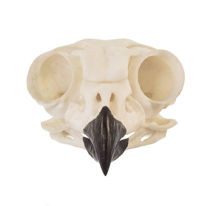Replica Great Horned Owl Skull