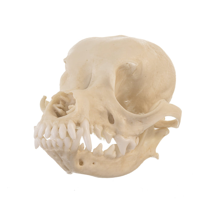 Replica Domestic Dog Skull - Deer Head Chihuahua
