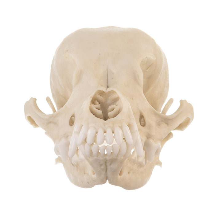 Replica Domestic Dog Skull - Deer Head Chihuahua