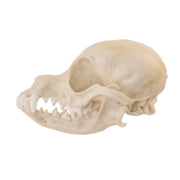 Replica Domestic Dog Skull - Deer Head Chihuahua
