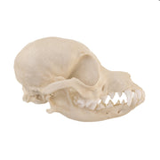 Replica Domestic Dog Skull - Deer Head Chihuahua
