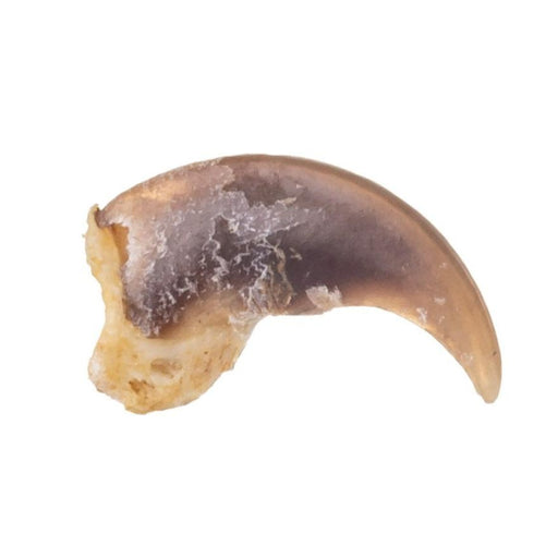 Real Raccoon Claw