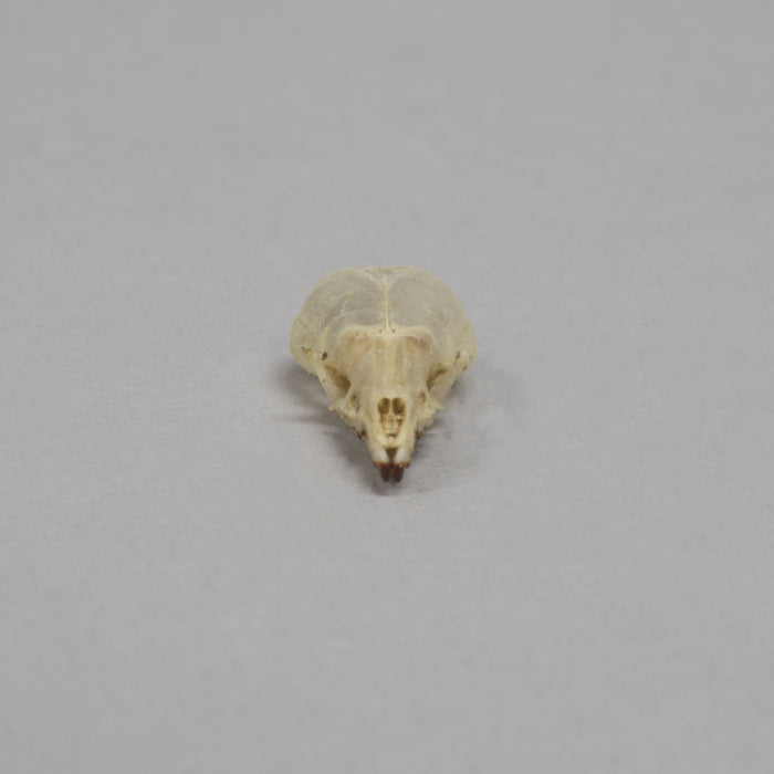 Real Pribilof Island Shrew Skeleton