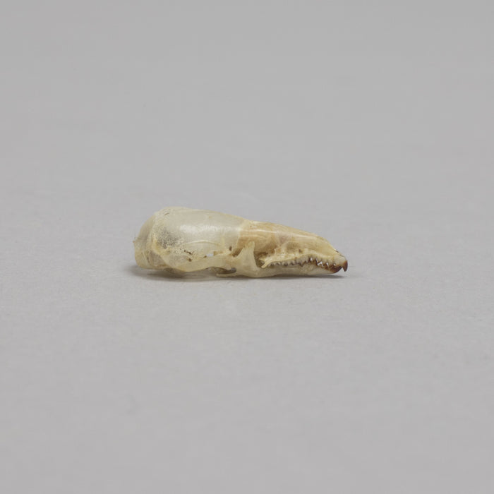 Real Pribilof Island Shrew Skeleton