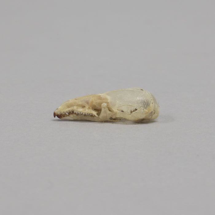 Real Pribilof Island Shrew Skeleton