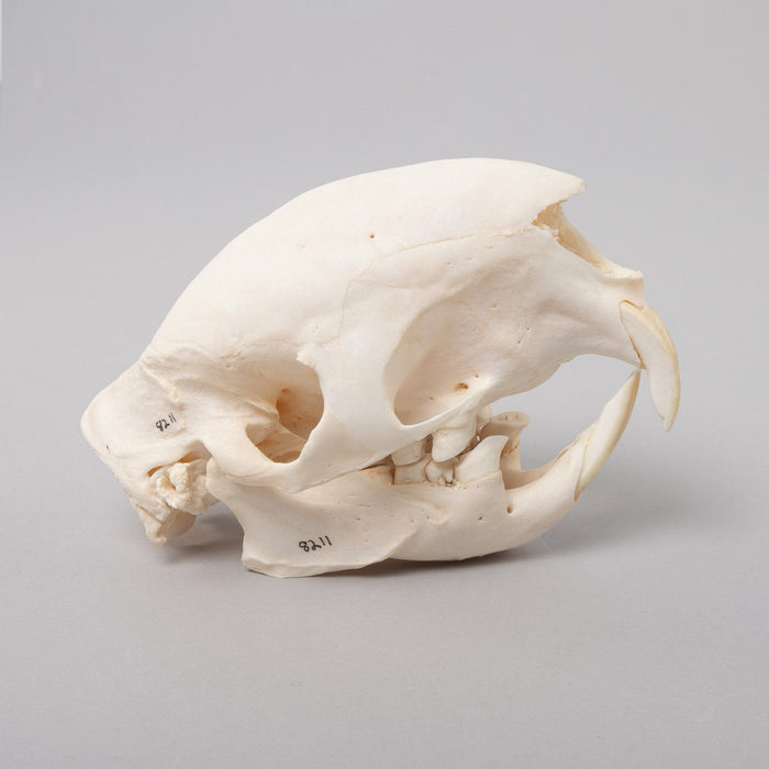 Real African Porcupine Skeleton