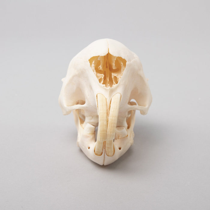 Real African Porcupine Skeleton