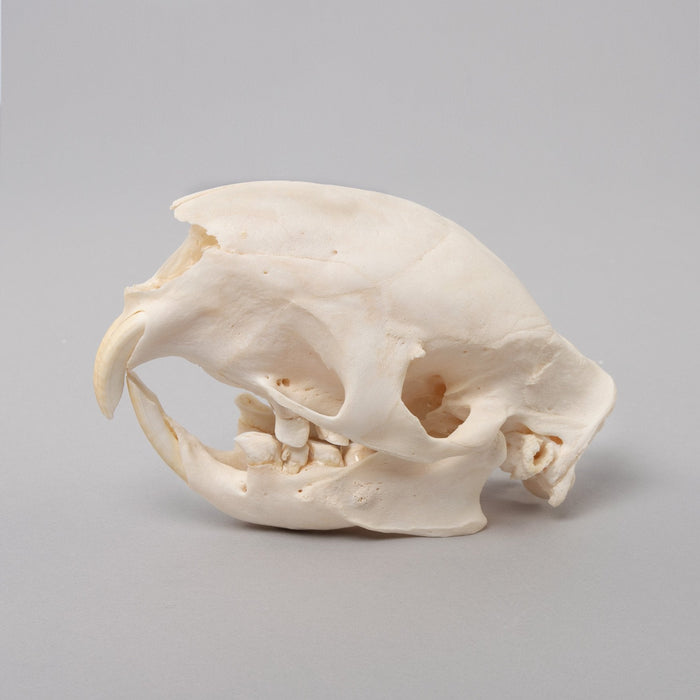 Real African Porcupine Skeleton