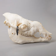 Real Camel Skeleton - Pathology