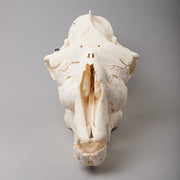 Real Camel Skeleton - Pathology
