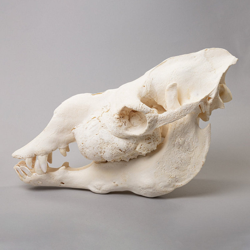 Real Camel Skeleton - Pathology