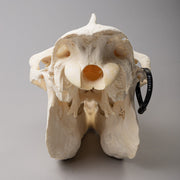 Real Camel Skeleton - Pathology