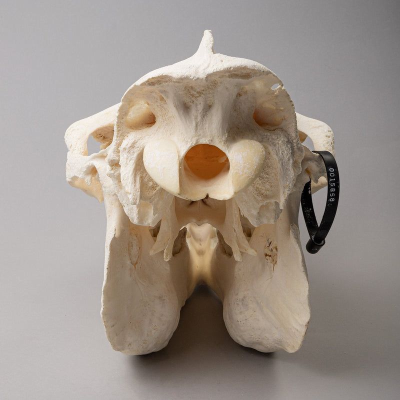 Real Camel Skeleton - Pathology