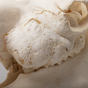 Real Camel Skeleton - Pathology