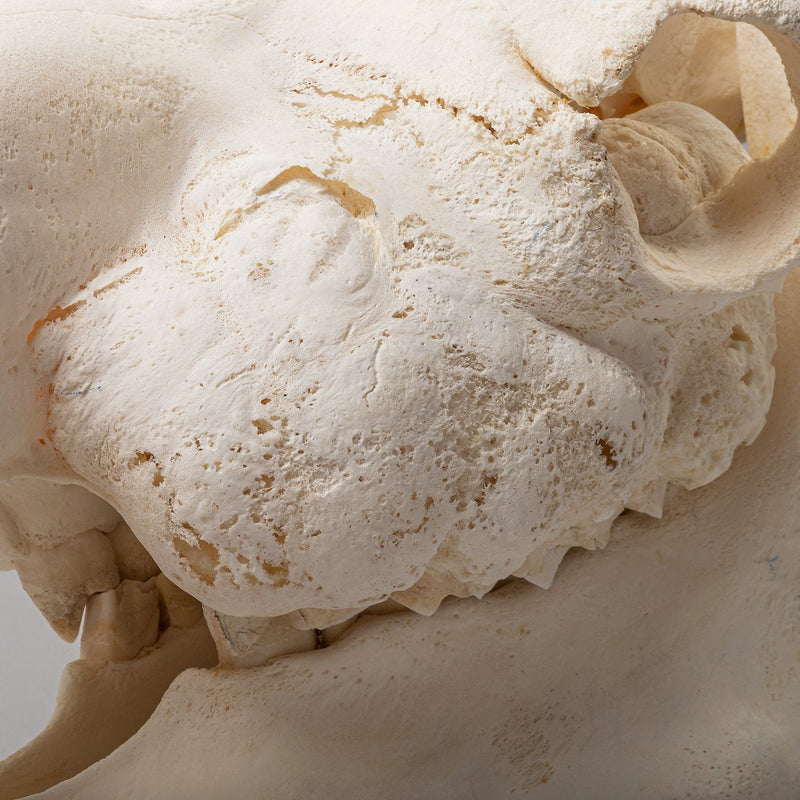 Real Camel Skeleton - Pathology