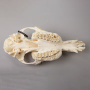 Real Camel Skeleton - Pathology