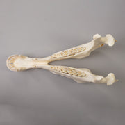 Real Camel Skeleton - Pathology