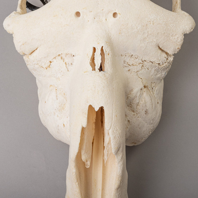 Real Camel Skeleton - Pathology