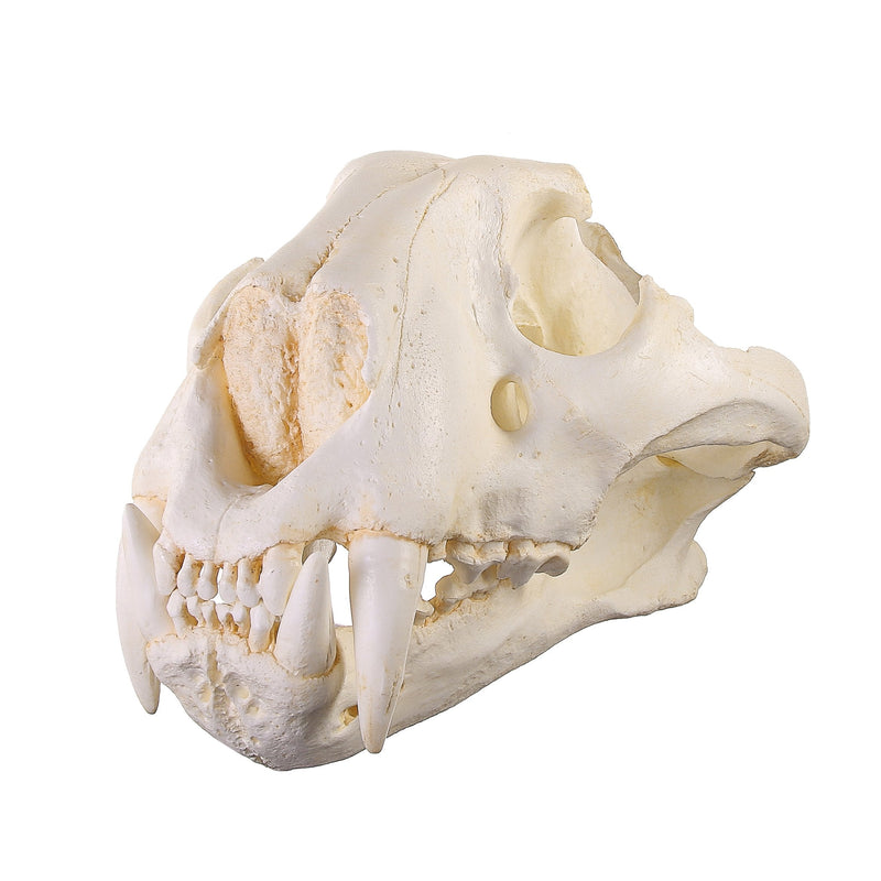 Replica Teaching Quality Tiger Skull (Male Bengal)