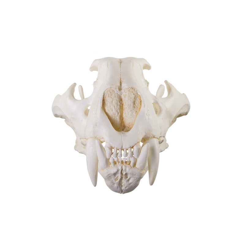 Replica Teaching Quality Tiger Skull (Male Bengal)