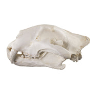 Replica Teaching Quality Tiger Skull (Male Bengal)