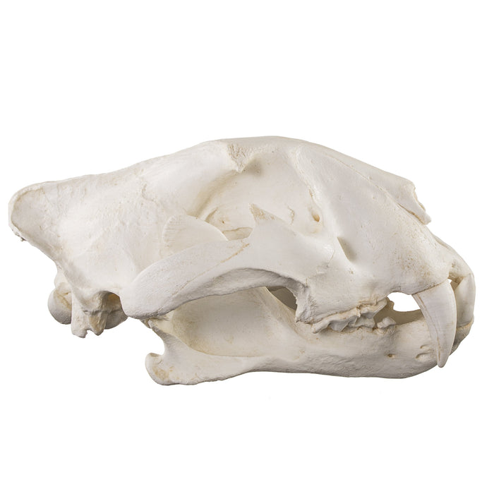 Replica Teaching Quality Tiger Skull (Male Bengal)