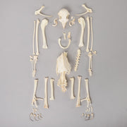 Real Bonelli's Eagle Skeleton