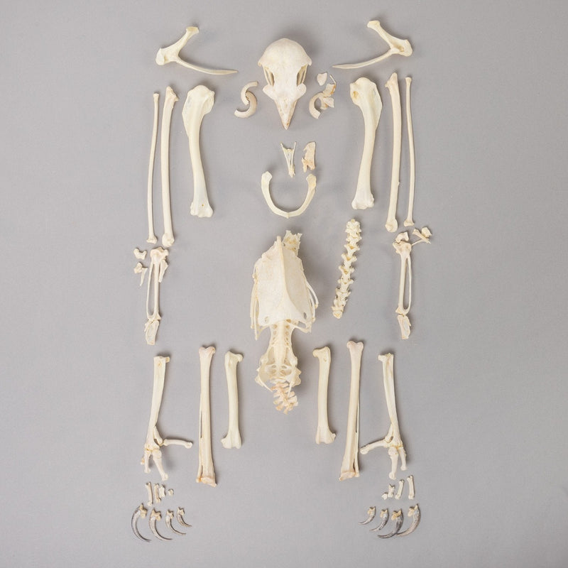 Real Bonelli's Eagle Skeleton