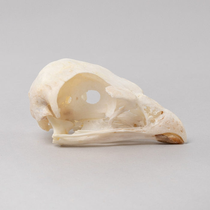 Real Bonelli's Eagle Skeleton