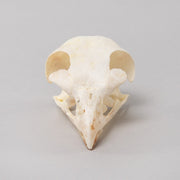 Real Bonelli's Eagle Skeleton