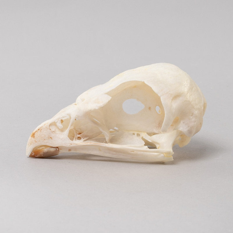 Real Bonelli's Eagle Skeleton