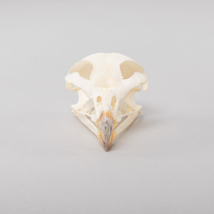 Real Augur Buzzard Skeleton