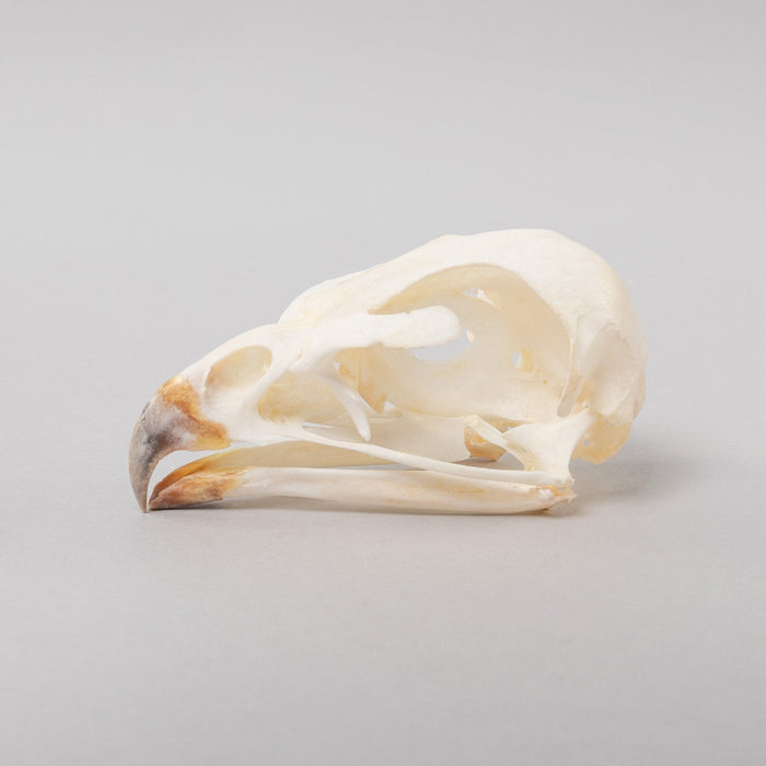 Real Augur Buzzard Skeleton