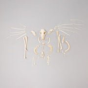 Real Hammerhead Fruit Bat Skeleton - Female