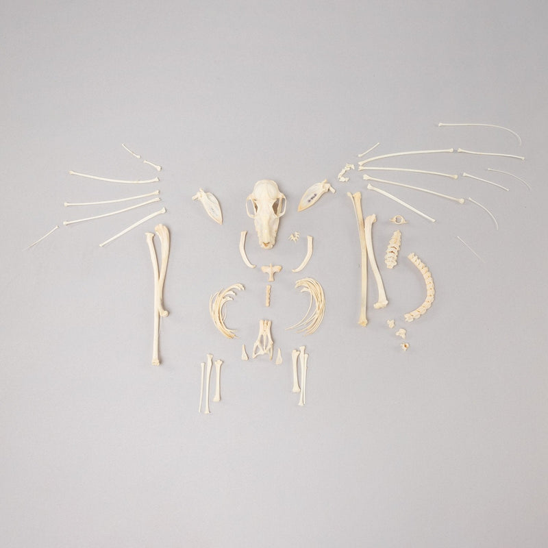 Real Hammerhead Fruit Bat Skeleton - Female