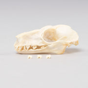 Real Hammerhead Fruit Bat Skeleton - Female