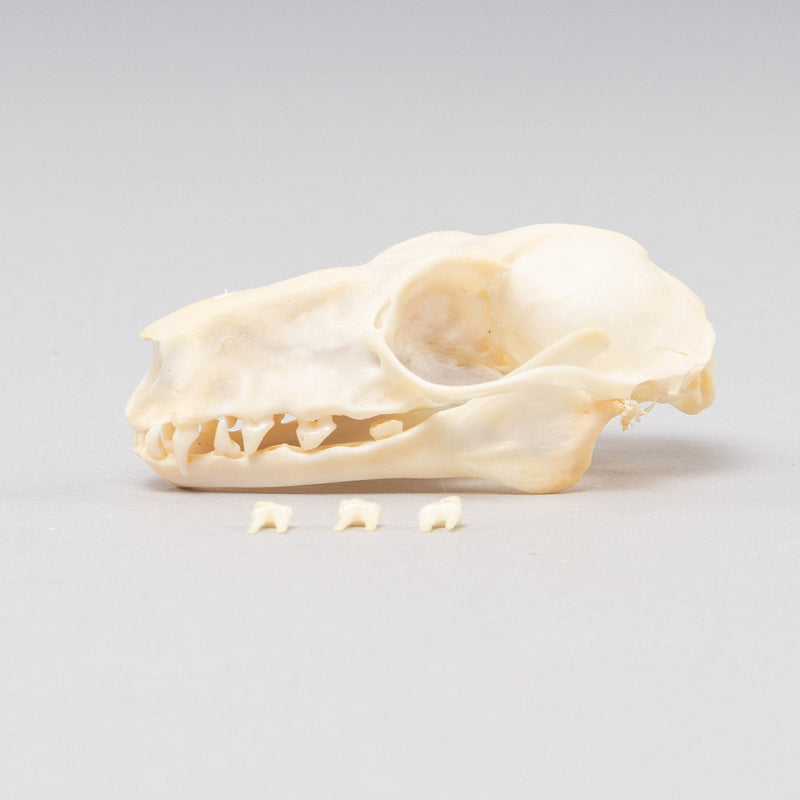Real Hammerhead Fruit Bat Skeleton - Female