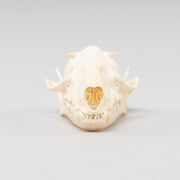 Real Hammerhead Fruit Bat Skeleton - Female