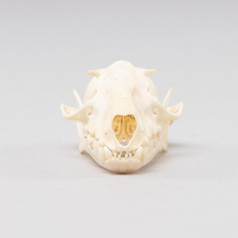 Real Hammerhead Fruit Bat Skeleton - Female