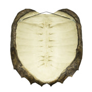 Replica Alligator Snapping Turtle Shell